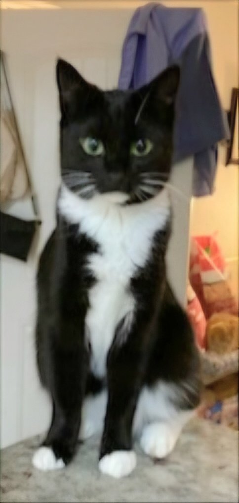 adoptable Cat in Sussex, NJ named SPEEDY GIRL