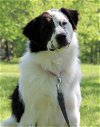 adoptable Dog in sussex, NJ named BAHKTI
