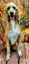 adoptable Dog in sussex, NJ named LOVEABLE LEVI