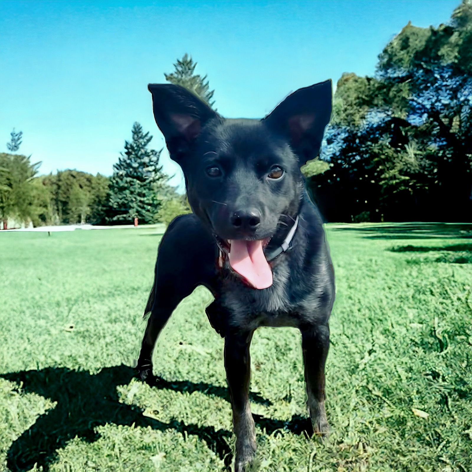 adoptable Dog in Sussex, NJ named LYLA- AGILITY GIRL