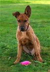 adoptable Dog in sussex, NJ named BROWN SUGAR-FOSTER NEEDED