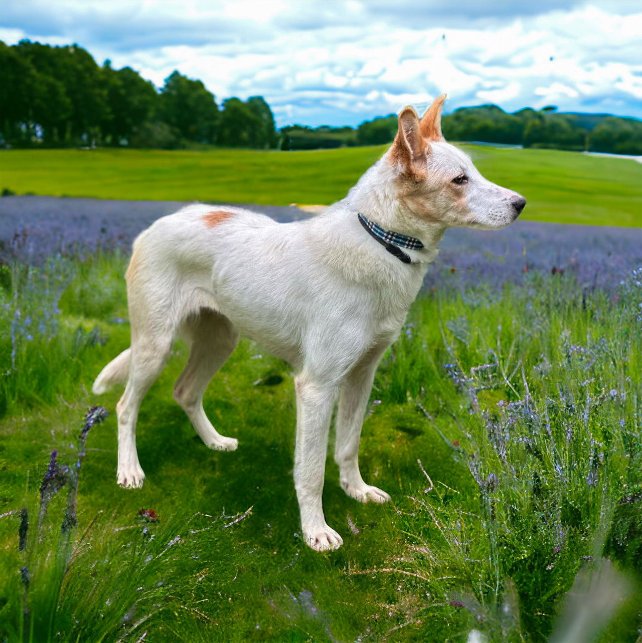 Dog for Adoption - INDY, a Australian Cattle Dog/Blue Heeler in