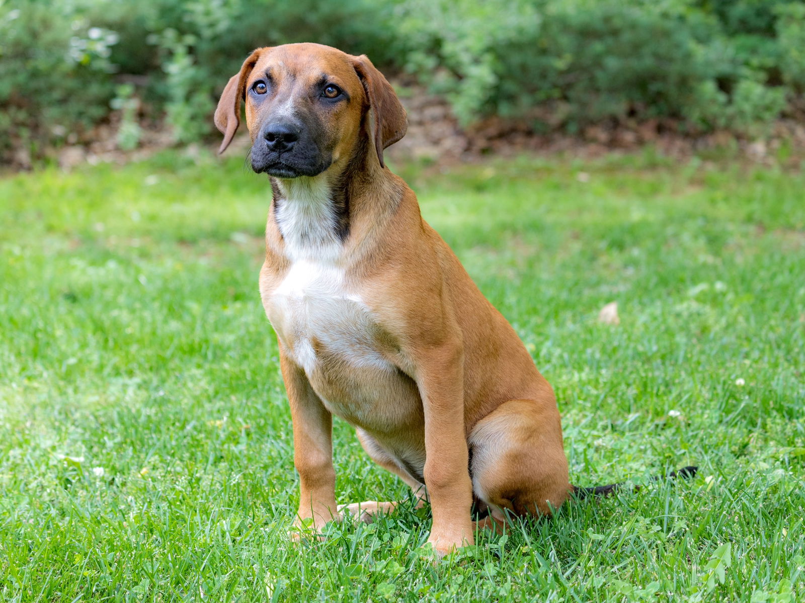 adoptable Dog in Sussex, NJ named PUPPY REBA LUVS KIDS