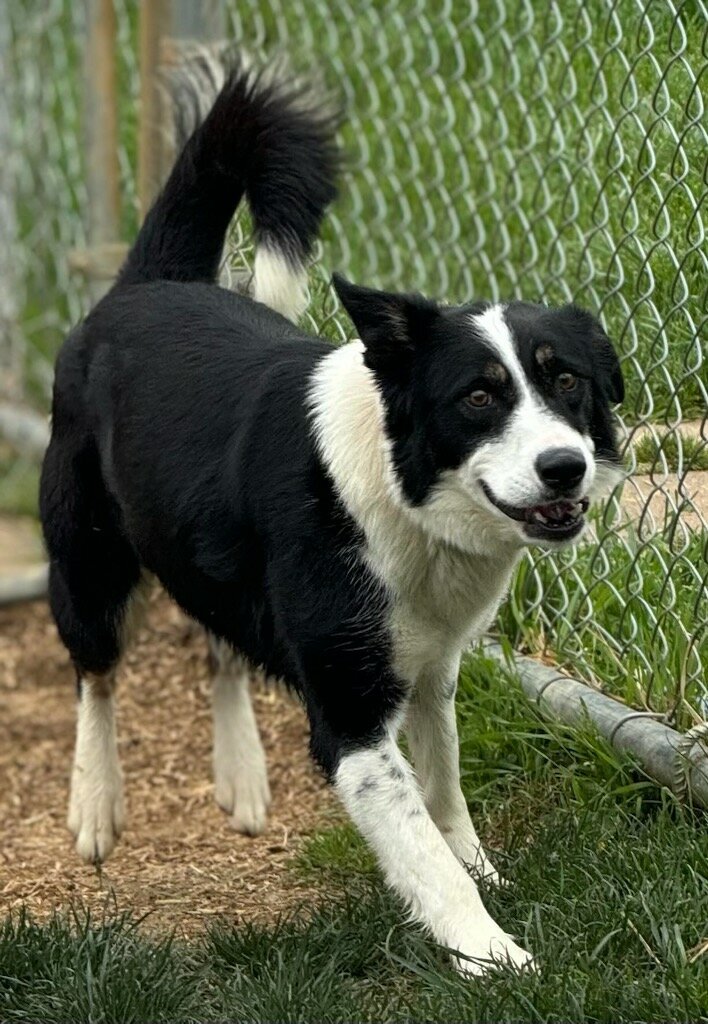 adoptable Dog in Sussex, NJ named KENZIE