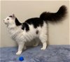 adoptable Cat in  named MATTY Long Furred