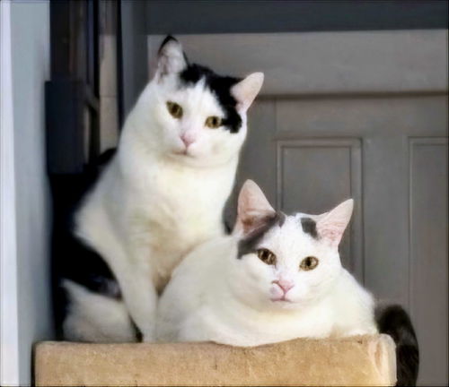picture of the cat needing adoption