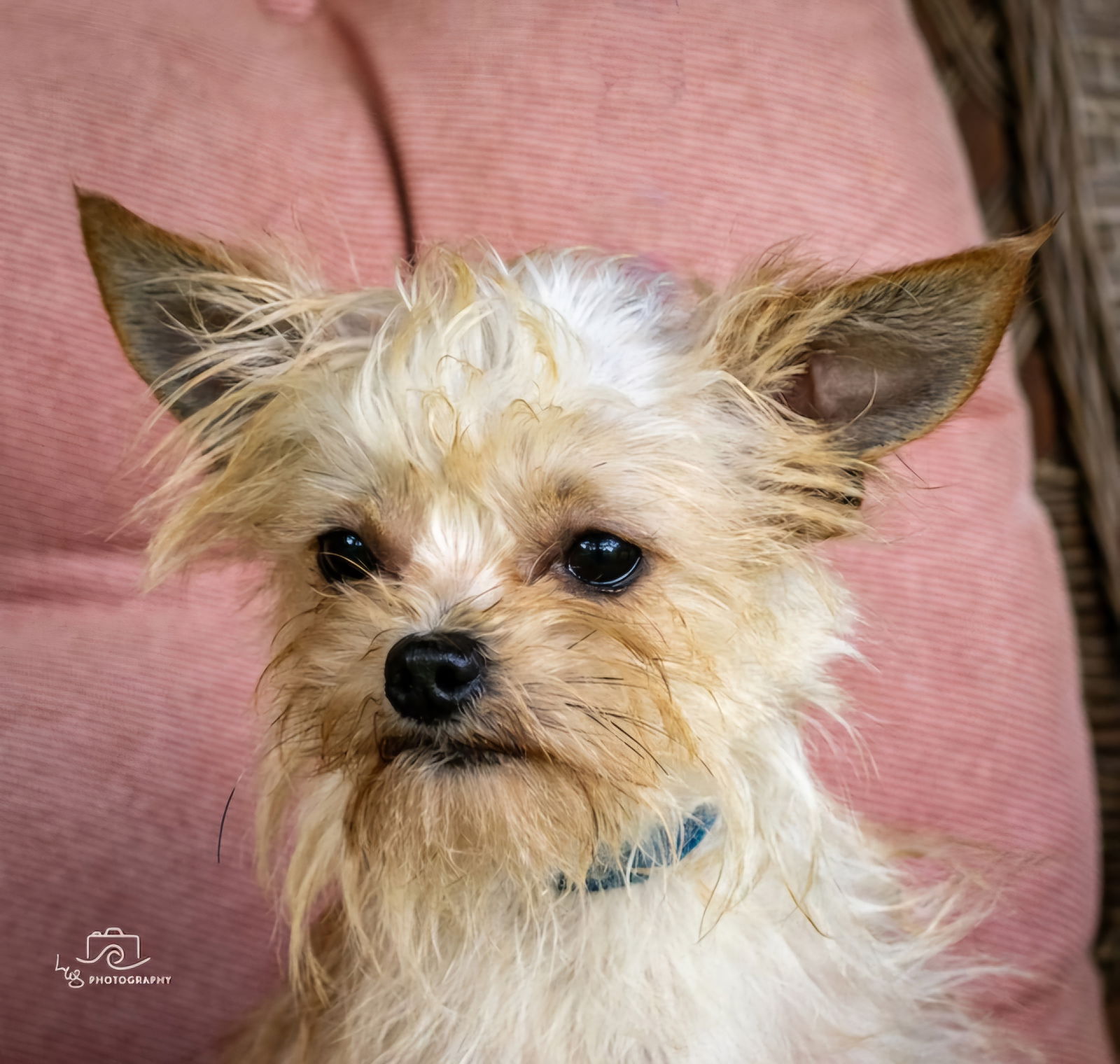 Dog for Adoption - LOVEABLE LENNY 10 LBS, a Yorkshire Terrier Yorkie in