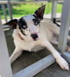 adoptable Dog in sussex, NJ named BLUE EYED LOLA