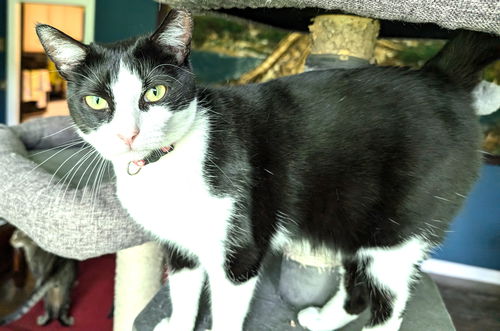 picture of the cat needing adoption