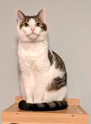 adoptable Cat in Sussex, NJ named KITTEN EDIE