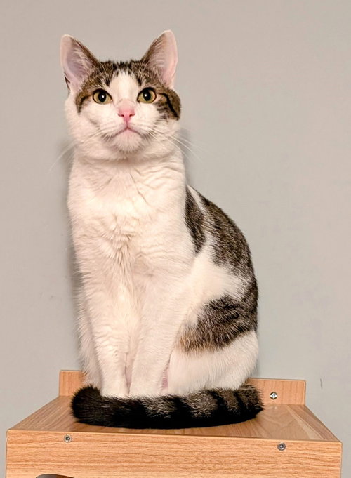 KITTEN EDIE - Tabby available for adoption