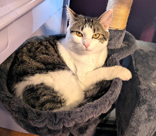 KITTEN EDIE - Tabby available for adoption