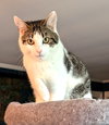 KITTEN EDIE - Photo 3