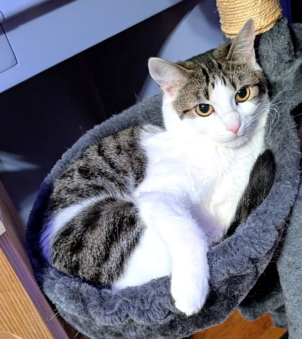 KITTEN EDIE