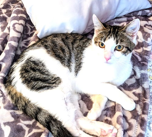picture of the cat needing adoption