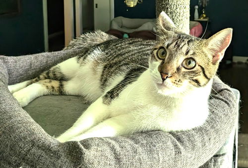 picture of the cat needing adoption