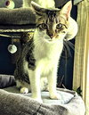 KITTEN HERMAN - Photo 2