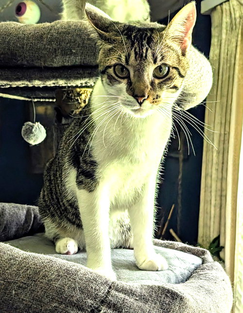 KITTEN HERMAN - Tabby available for adoption