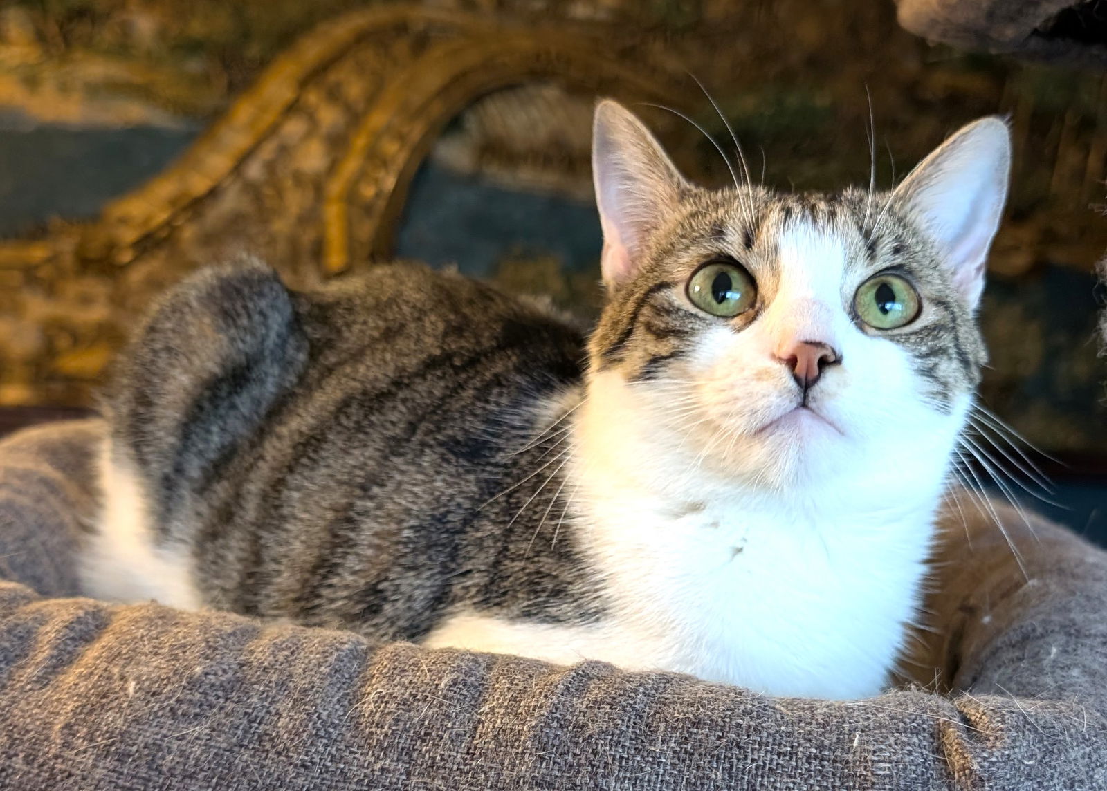 adoptable Cat in Sussex, NJ named KITTY MARILYN