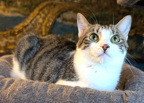 KITTY MARILYN - Tabby available for adoption