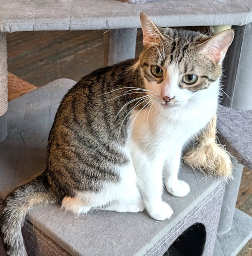 KITTY MARILYN - Tabby available for adoption