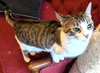 KITTY MARILYN - Photo 4