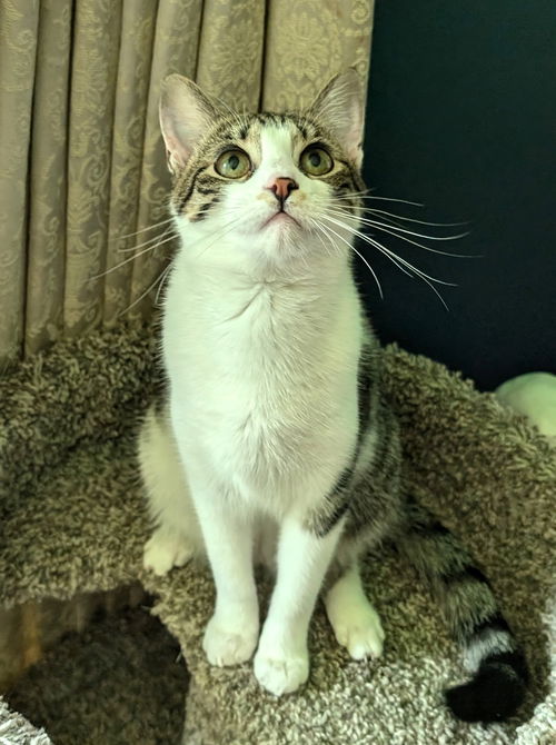 picture of the cat needing adoption