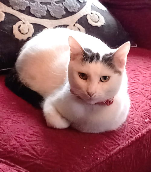 picture of the cat needing adoption
