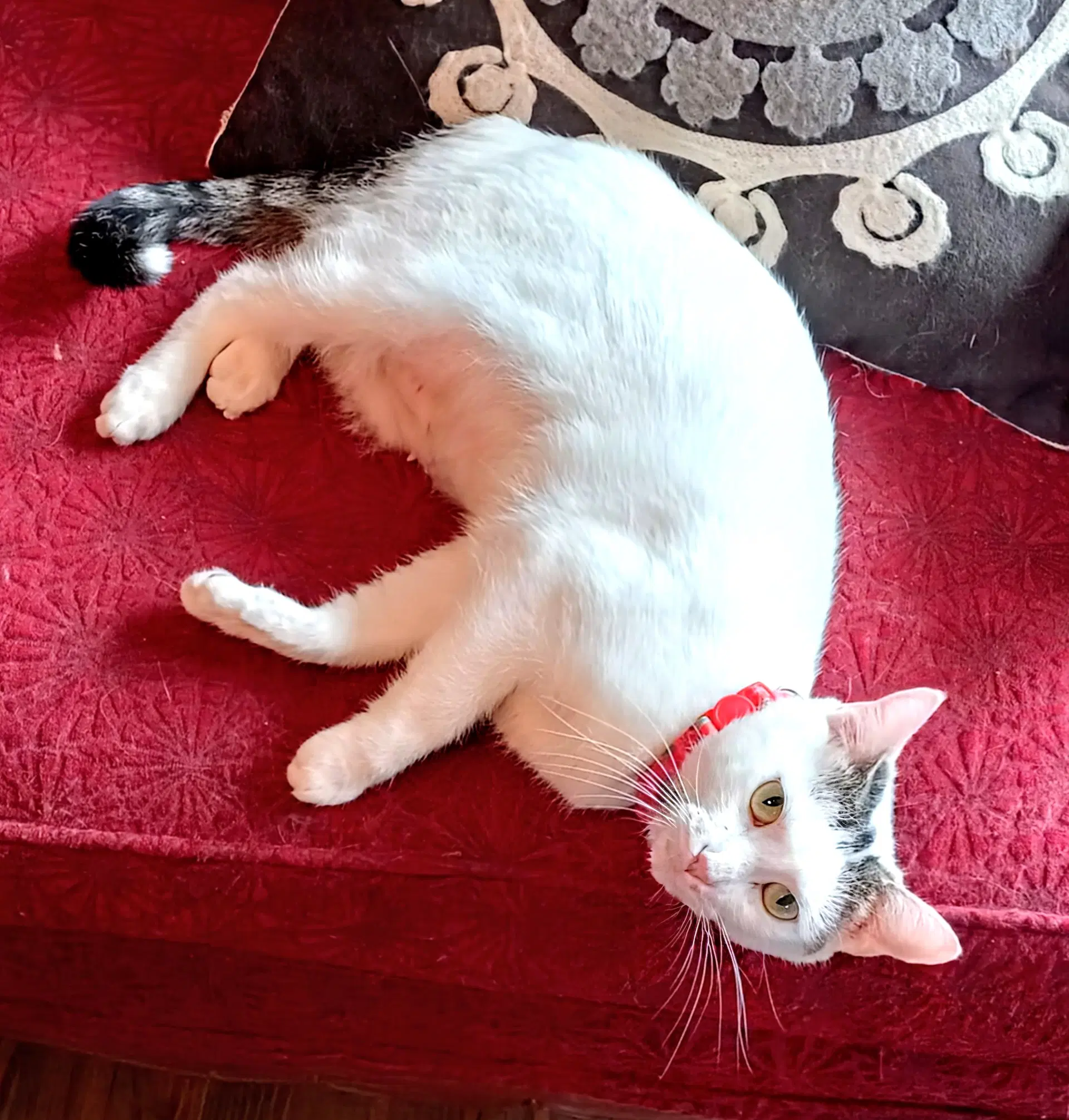 Kitty Moma Lily image 2