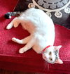 KITTY MOMA LILY - Photo 2