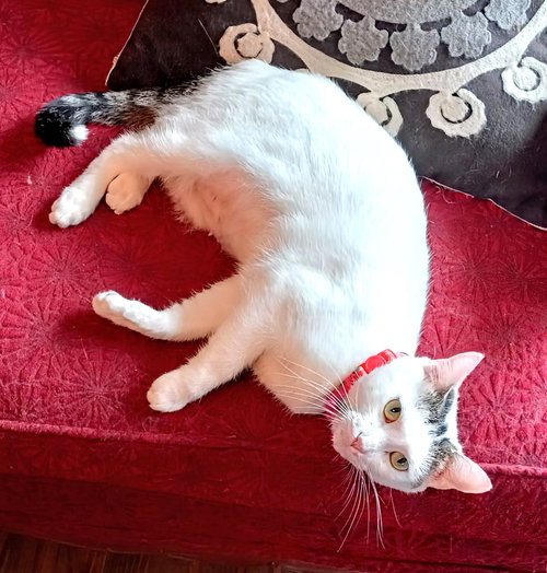 KITTY MOMA LILY - Domestic Short Hair available for adoption