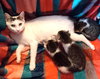 KITTY MOMA LILY - Photo 3