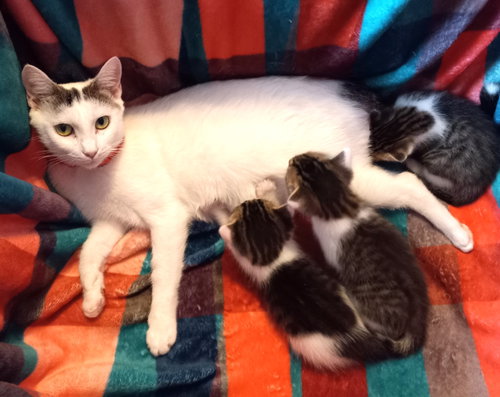 Photo 3 of KITTY MOMA LILY
