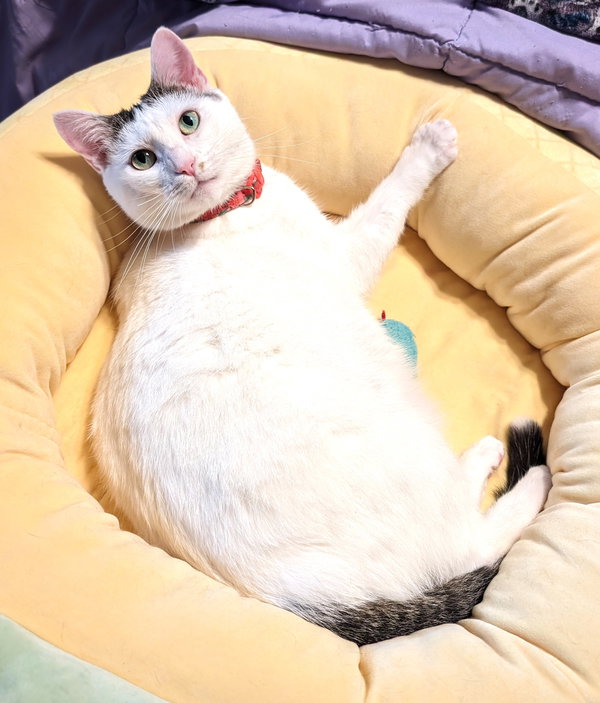 KITTY MOMA LILY
