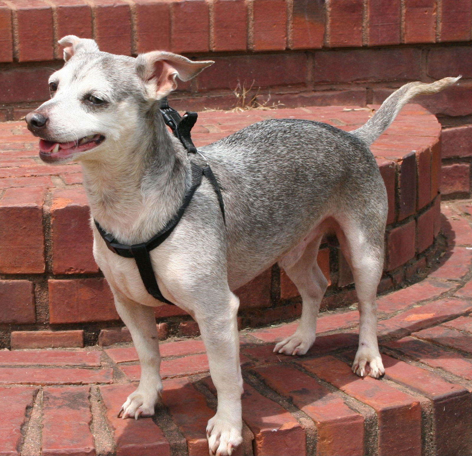 adoptable Dog in Sussex, NJ named SILVER SAM