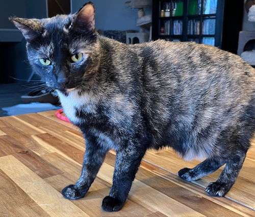 picture of the cat needing adoption