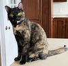 adoptable Cat in Sussex, NJ named SWEET SUE