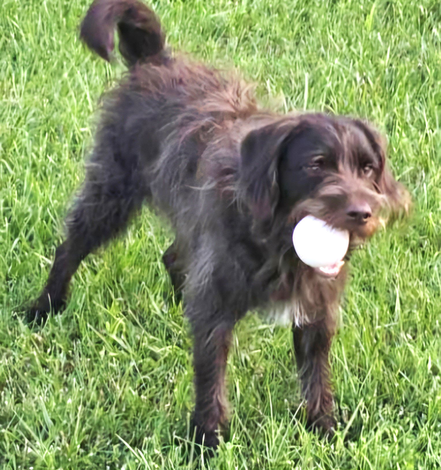 Dog For Adoption CHAMP A Wire haired Pointing Griffon In Sleepy dog-for-adoption-champ-a-wire-haired-pointing-griffon-in-sleepy