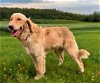 adoptable Dog in  named HONEY BUN  YOUNG GOLDEN