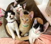 adoptable Cat in Sussex, NJ named KITTENS GALORE! ASK US!