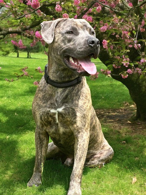 adoptable Dog in Sussex, NJ named BRUCE IS SPECIAL