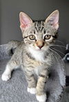 adoptable Cat in Sussex, NJ named KITTEN MS. TESLA