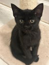 adoptable Cat in Sussex, NJ named KITTEN SWEET SIENA