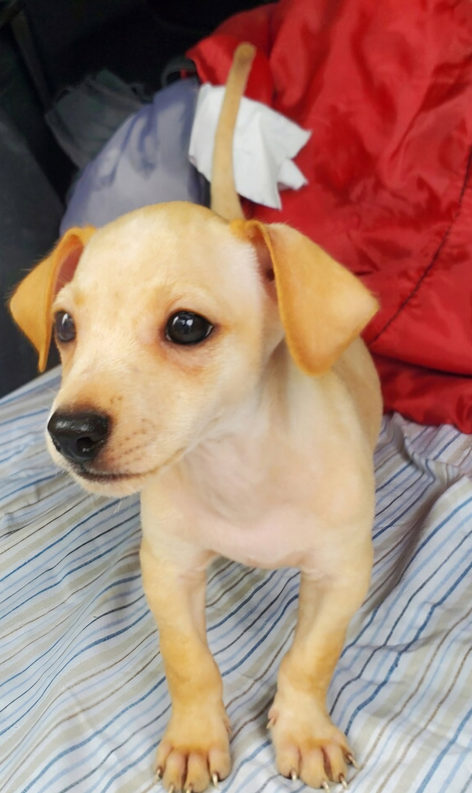 Dog adoption in Sussex, NJ 07461: Chihuahua / Dachshund / Mixed Dog