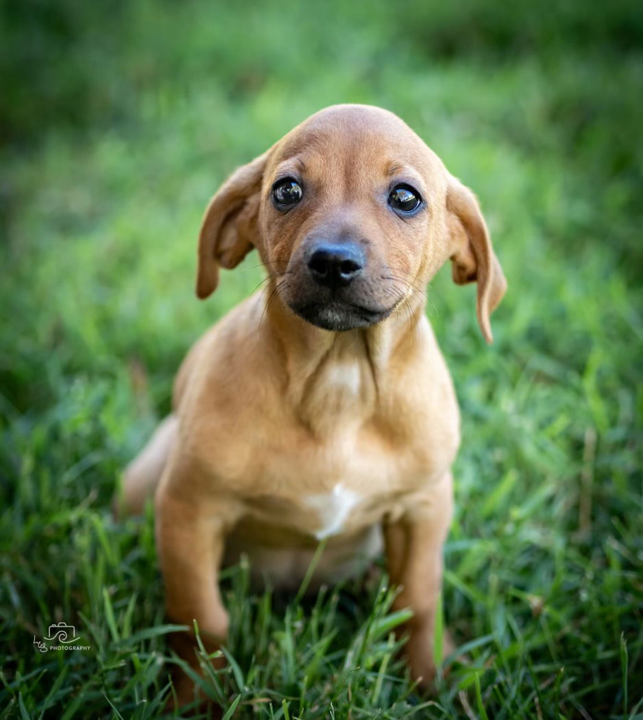 Dog for Adoption - PUPPY THEODORE, a Chihuahua in Mount Vernon, NY ...