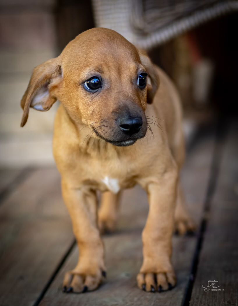 Dog For Adoption - Puppy Theodore, A Chihuahua In Mount Vernon, Ny 