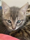 adoptable Cat in Sussex, NJ named KITTEN BANDITl