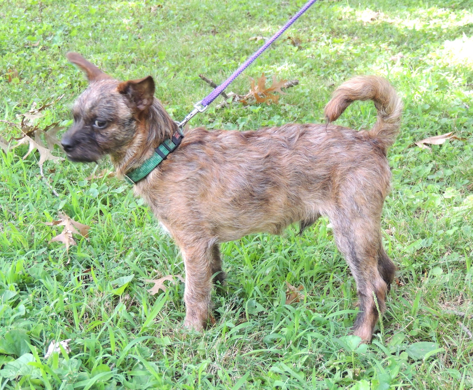 adoptable Dog in Sussex, NJ named PUPPY CURIOUS COCO