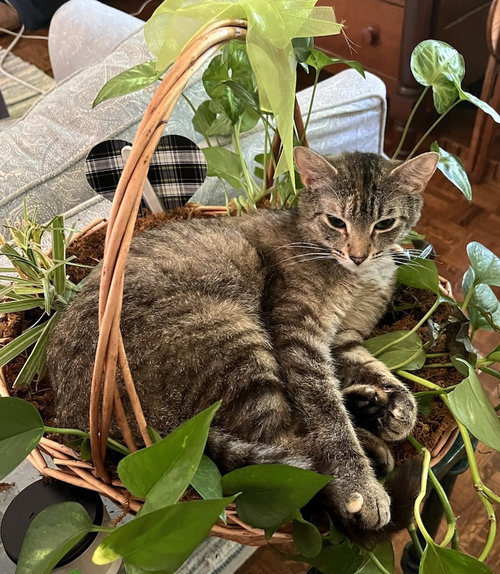 LILLIAN - Domestic Short Hair available for adoption