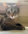 adoptable Cat in sussex, NJ named LILLIAN